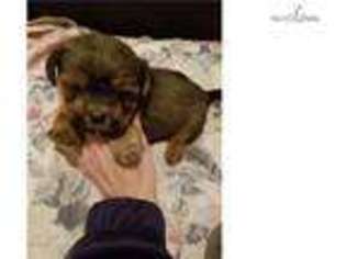 Shorkie Tzu Puppy for sale in Binghamton, NY, USA