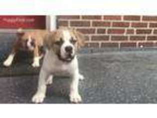Olde English Bulldogge Puppy for sale in Camden, NJ, USA