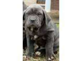 Neapolitan Mastiff Puppy for sale in Atlanta, GA, USA