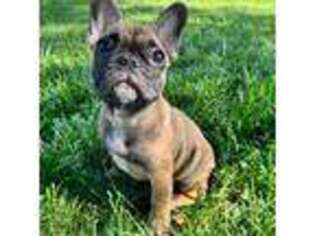 French Bulldog Puppy for sale in Carol Stream, IL, USA