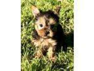 Yorkshire Terrier Puppy for sale in Mineola, TX, USA