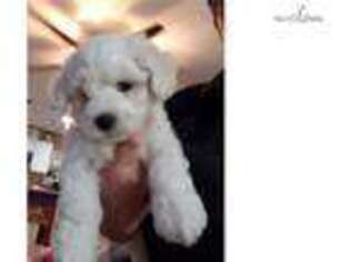 Bichon Frise Puppy for sale in Saint Louis, MO, USA