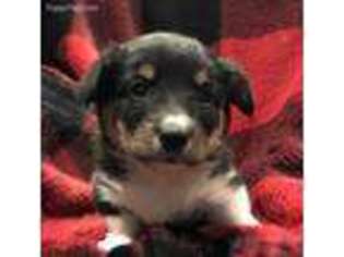 Pembroke Welsh Corgi Puppy for sale in Lincoln, AR, USA