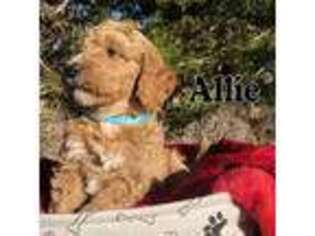 Goldendoodle Puppy for sale in Utopia, TX, USA
