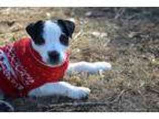 Jack Russell Terrier Puppy for sale in Cataumet, MA, USA