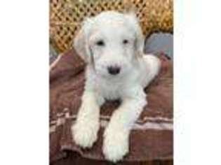 Goldendoodle Puppy for sale in Wickliffe, KY, USA