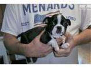 Boston Terrier Puppy for sale in Grand Island, NE, USA