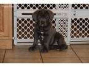Cane Corso Puppy for sale in Cuba, IL, USA