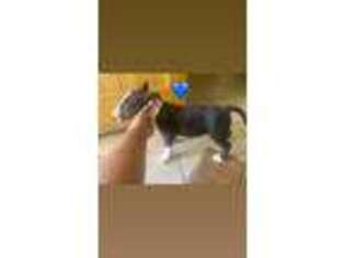Bull Terrier Puppy for sale in Fruita, CO, USA
