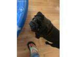 Pug Puppy for sale in Grants Pass, OR, USA