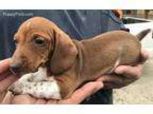Dachshund Puppy for sale in Point, TX, USA