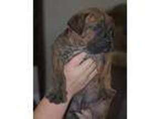 Boerboel Puppy for sale in Yucca Valley, CA, USA