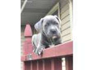 Mastiff Puppy for sale in Merrillville, IN, USA
