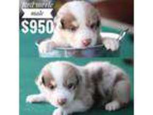 Australian Shepherd Puppy for sale in Thatcher, AZ, USA
