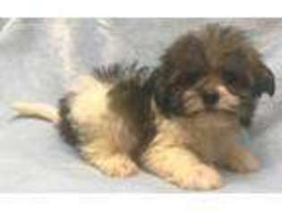 Mi-Ki Puppy for sale in Sharon, KS, USA