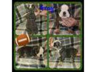 Bulldog Puppy for sale in Ponca City, OK, USA