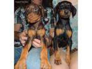 Doberman Pinscher Puppy for sale in Bloomsdale, MO, USA