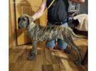 Great Dane Puppy for sale in Westville, IN, USA
