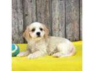 Cavachon Puppy for sale in Bangor, NY, USA