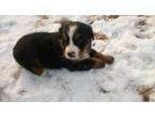 Bernese Mountain Dog Puppy for sale in Pomona, KS, USA