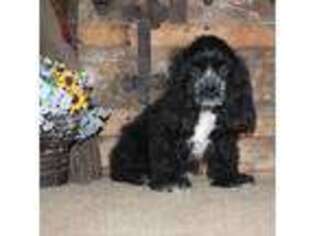 Cocker Spaniel Puppy for sale in Hasty, CO, USA