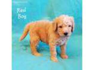 Goldendoodle Puppy for sale in Stella, NC, USA