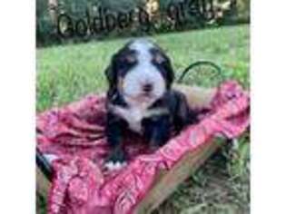 Bernese Mountain Dog Puppy for sale in Crofton, NE, USA