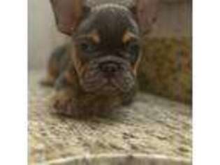 French Bulldog Puppy for sale in Saratoga Springs, NY, USA