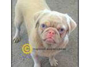 Pug Puppy for sale in Gates, NC, USA