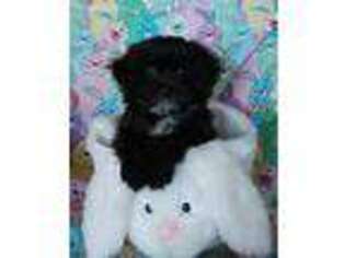 Mutt Puppy for sale in Richmond, MN, USA