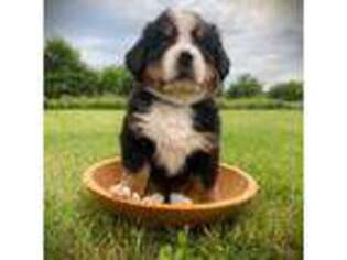 Bernese Mountain Dog Puppy for sale in Clymer, NY, USA