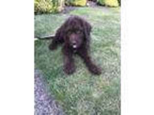 Labradoodle Puppy for sale in Puyallup, WA, USA