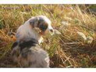 Miniature Australian Shepherd Puppy for sale in Rainier, OR, USA