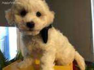 Bichon Frise Puppy for sale in Lexington, SC, USA