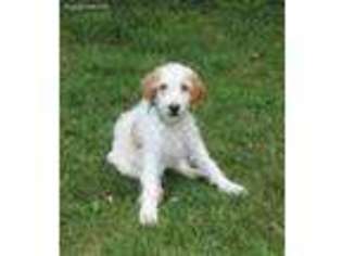 Goldendoodle Puppy for sale in Zanesville, OH, USA
