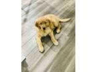 Golden Retriever Puppy for sale in Yorkville, IL, USA