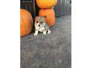 Pembroke Welsh Corgi Puppy for sale in Miller, MO, USA