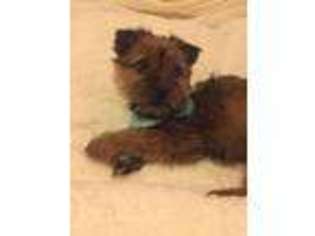 Yorkshire Terrier Puppy for sale in Middletown, MD, USA