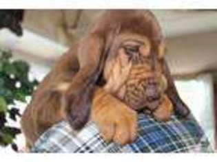 Bloodhound Puppy for sale in MARION, MI, USA