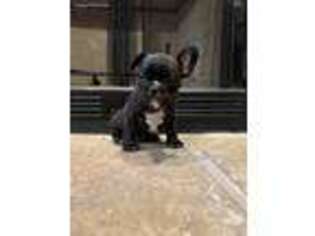 French Bulldog Puppy for sale in Humansville, MO, USA