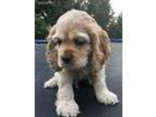 Cocker Spaniel Puppy for sale in Martinsville, IN, USA