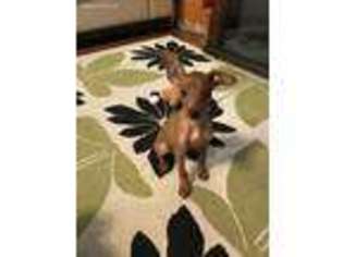 Miniature Pinscher Puppy for sale in Buxton, NC, USA