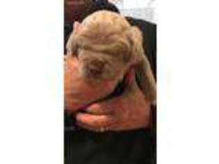 Neapolitan Mastiff Puppy for sale in Neosho, MO, USA