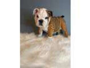 Bulldog Puppy for sale in Boston, MA, USA