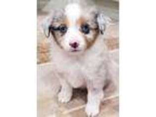 Miniature Australian Shepherd Puppy for sale in Coleman, TX, USA