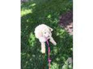Goldendoodle Puppy for sale in SOUTH HAVEN, MI, USA