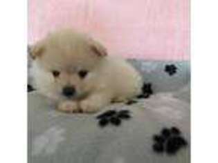 Pomeranian Puppy for sale in Los Angeles, CA, USA