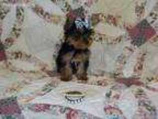 Yorkshire Terrier Puppy for sale in Coweta, OK, USA