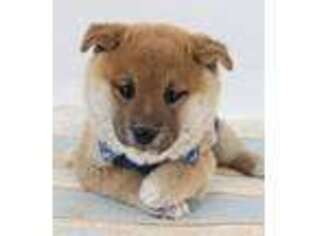 Shiba Inu Puppy for sale in Hesperia, CA, USA