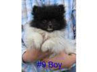 Pomeranian Puppy for sale in Grandin, MO, USA